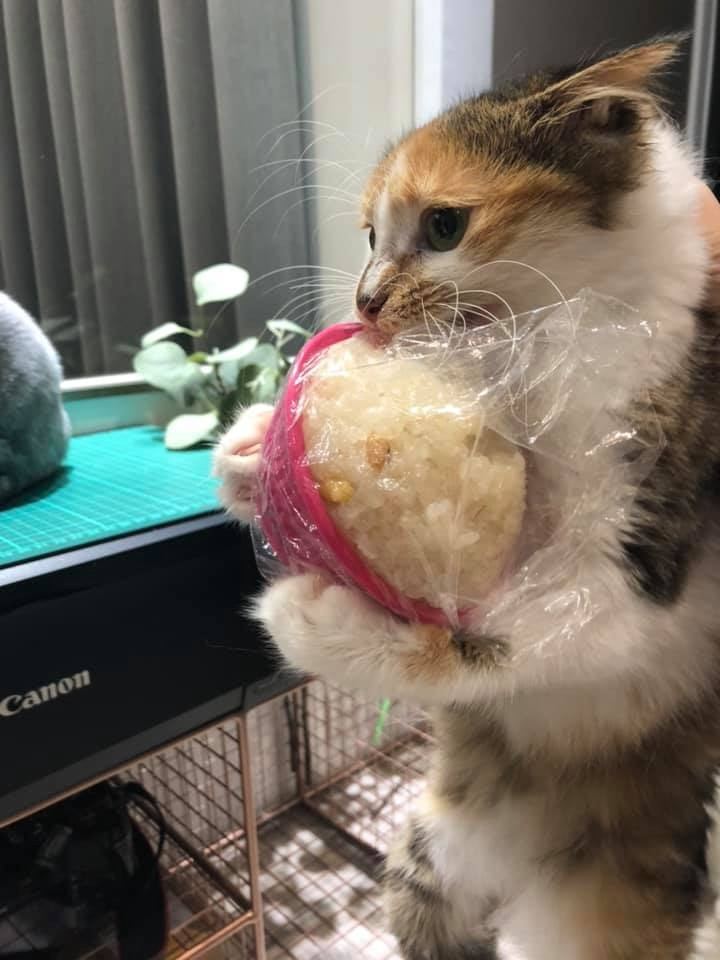 贪吃猫咪趁主人分心,一个箭步前去偷吃,