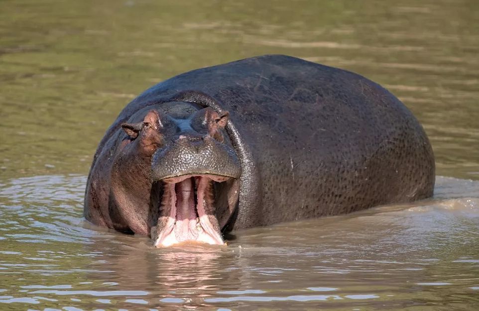 可以吃肉吗?河马试了一下,结果尸殍遍地