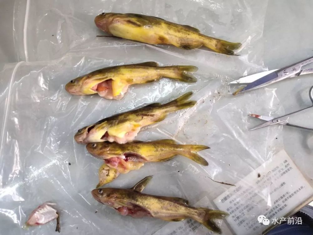 感染小瓜虫鱼塘发病规律