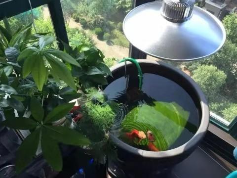 没有鱼缸不能养鱼 有些可以 有些必须在鱼缸里养 这是为什么 腾讯新闻