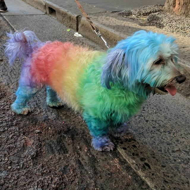 还有这只彩虹狗,带出去确实很拉风,但是铲屎官真的考虑过狗狗的感受吗