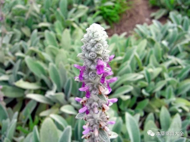 半边苏又名绵穗苏 野鱼香 野苏 大胡麻 天人草 火胡麻 本草纲目大全 草部