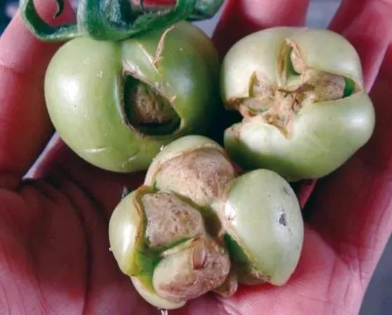 年度最大误解!裂果分析