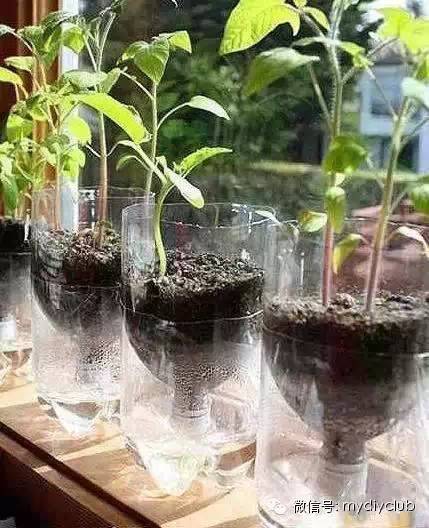 塑料瓶改造各种花器 再不用买花盆了1111 花盆 花器 可乐 塑料瓶