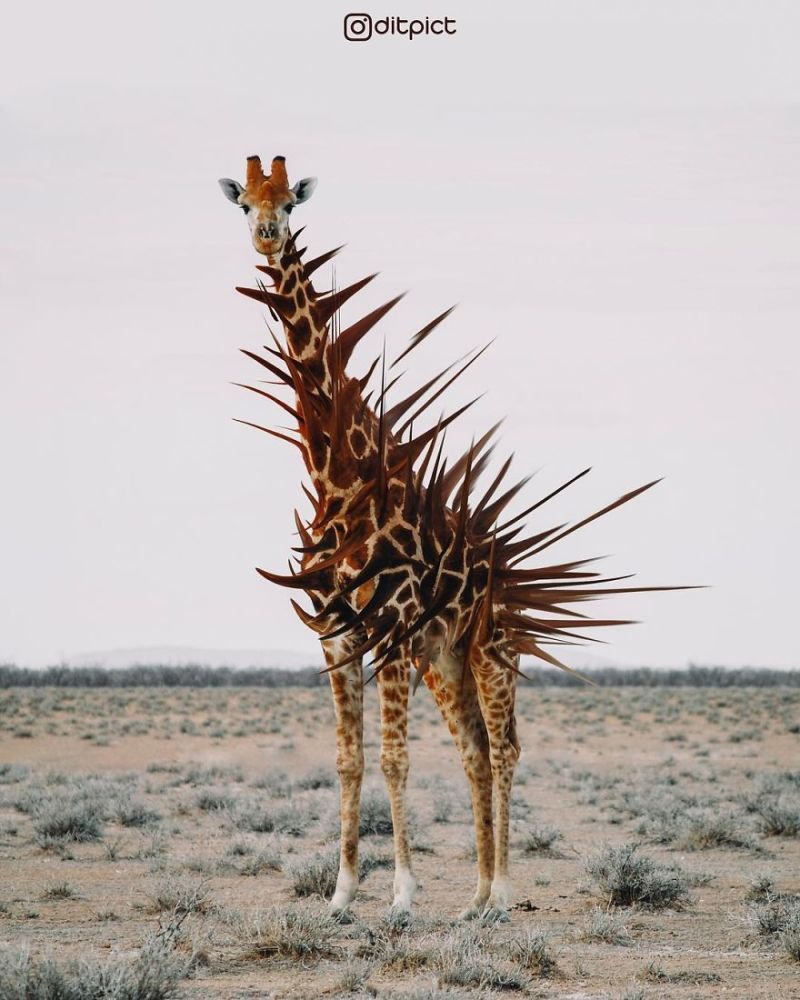 方形的动物你见过吗?脱皮的长颈鹿你见过吗?这个23岁的ps大神太神了!