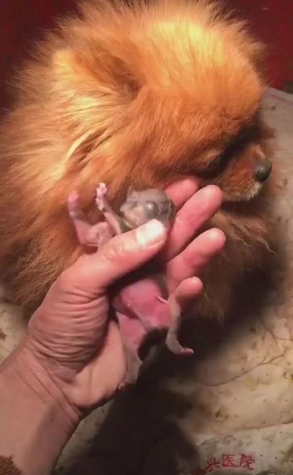 狗狗提前四天生宝宝,主人责备狗妈,狗妈流泪要哭了