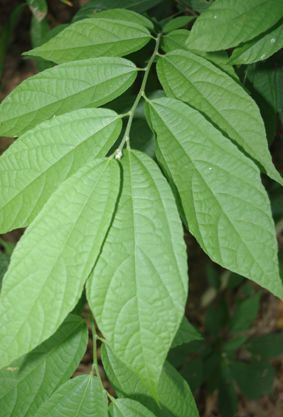 布渣叶广东凉茶中的瑰宝