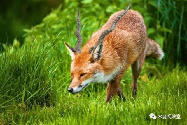 鲨牛小青和白龙马在一起(青梅竹马?