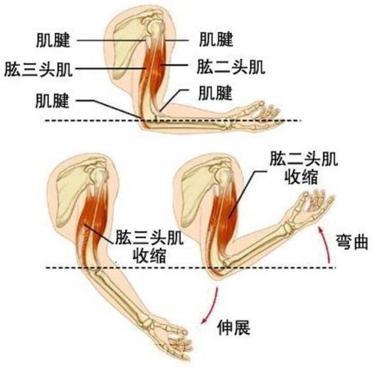 哑铃锻炼手臂肌肉的7种常用动作 腾讯新闻