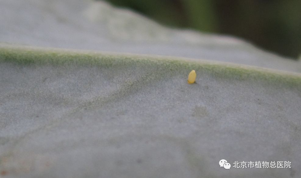 这种饥不择食的害虫 快看看你家的盆栽上有没有 腾讯新闻