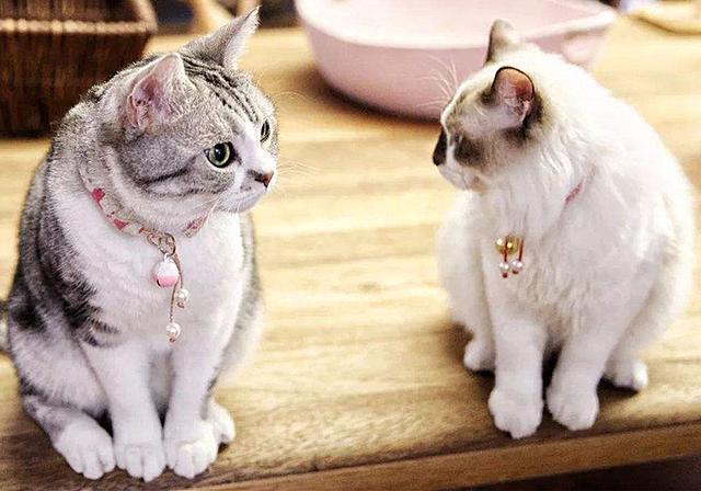 该清理猫咪血液垃圾了？别再交智商税了，保健产品无法疏通血管_腾讯新闻
