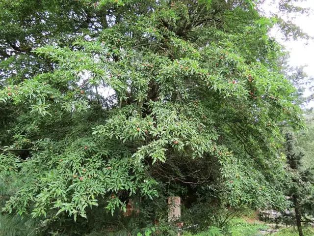 在曲靖大山深處,有一種美味叫