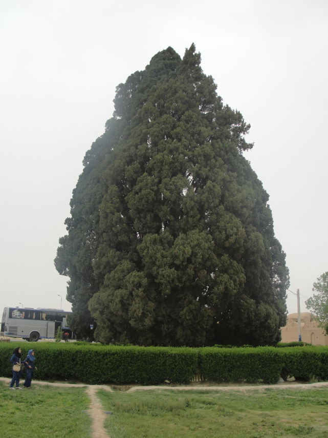仍然活着:是的地点:伊朗阿巴库种类:地中海柏(cupressus sempervirens