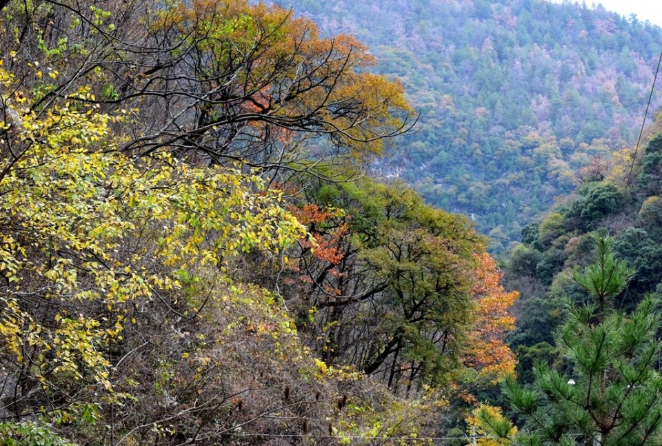 秦嶺深處陝西黑河國家森林公園來了一支全國網絡名人採風團