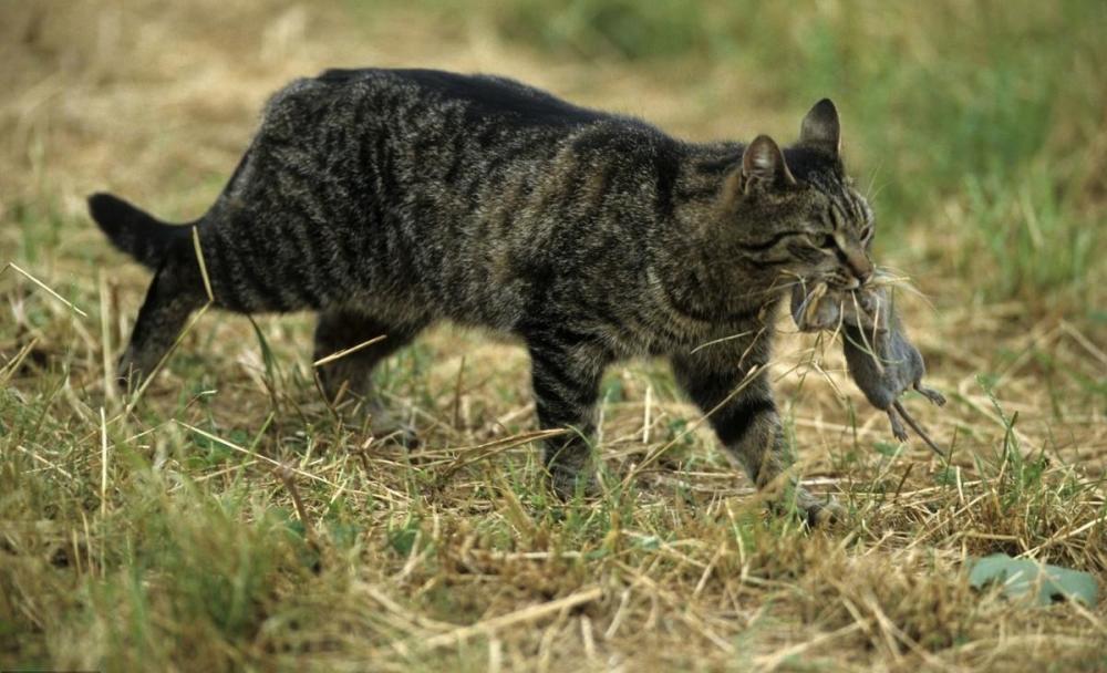 猫非常排斥同类 但如果两只猫有以下行为 说明它们关系非常铁 腾讯新闻