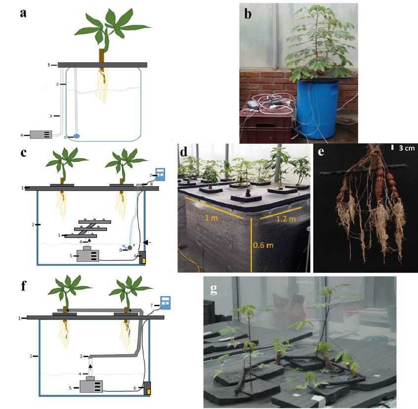 用于研究贮藏根发育的低成本雾培表型系统:揭开木薯的地下秘密