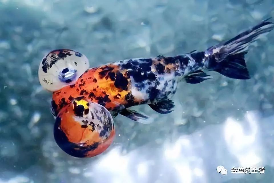 秋季鱼病高发期 注意观察金鱼的这9个方面 腾讯新闻