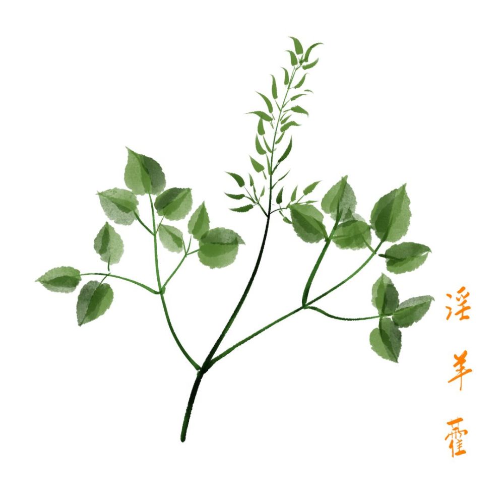 每日一味中药淫羊藿