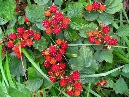 我们小时候吃过的野果子,图二曾是儿时的零食,它让00后"惦记"