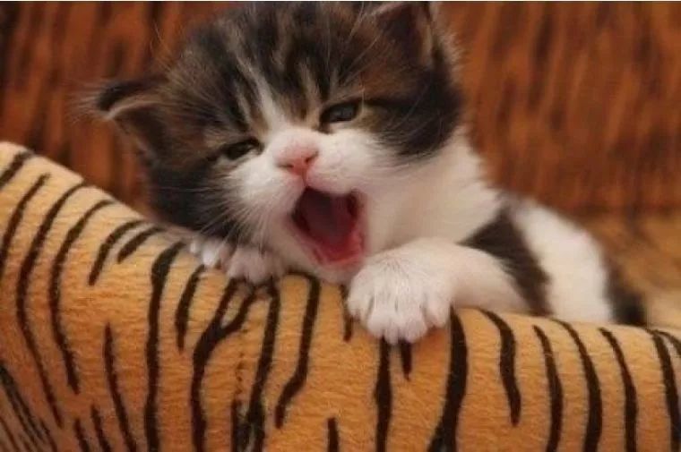 猫咪突然声音沙哑 是受什么刺激了吗 腾讯新闻