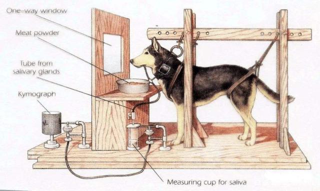 桑代克的联结主义理论:通过饿猫打开迷笼实验,提出学习的联结-试误说