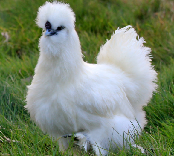 做道香菇乌鸡汤,营养滋补,鸡肉嫩滑,鸡汤香浓,美味还独特!