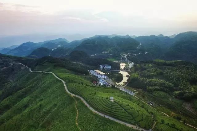 点头太姥山白琳磻溪管阳5朵福鼎白茶金花你喜欢哪一朵