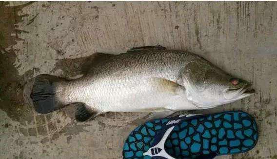 "非洲鲈鱼"入侵我国?重量可达上百斤,中国吃货:又可以放肆吃了