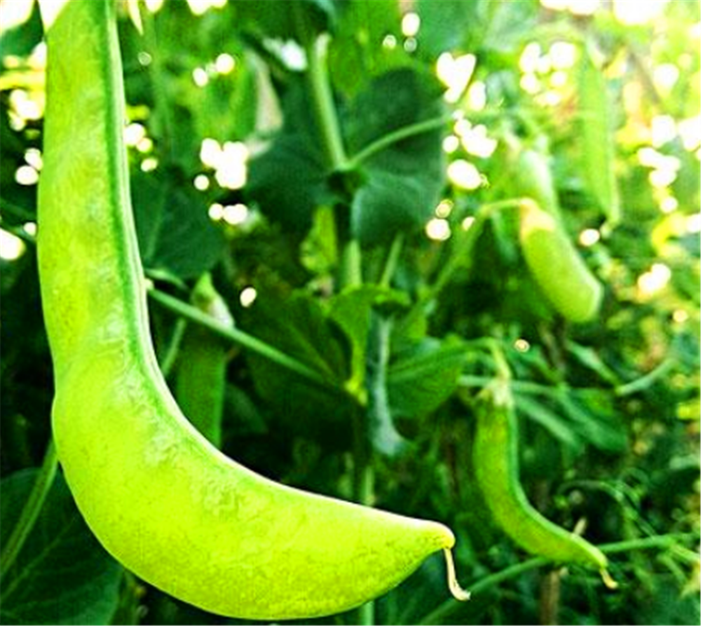 豌豆栽培如何进行田间管理 需注意哪些细节提高产量 腾讯新闻