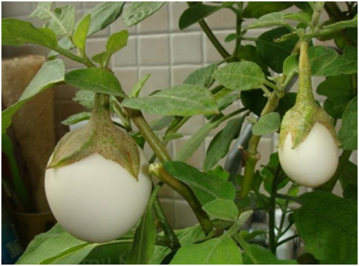 茄子长成鸡蛋样 全球罕见 鸡蛋 茄子傻傻分不清 腾讯新闻