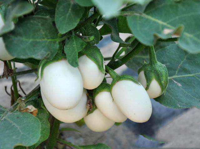 茄子长成鸡蛋样 全球罕见 鸡蛋 茄子傻傻分不清 腾讯新闻