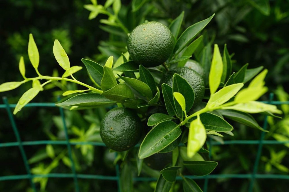 小青柑怎么泡才好喝?小柑青一颗能泡几天?涨知识了