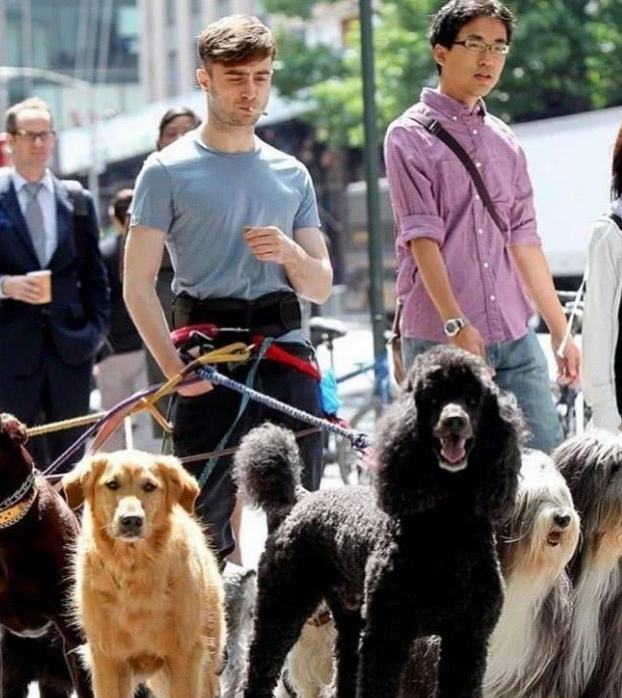 腰缠万狗?看到"哈利波特"花式遛狗,网友:一般人抗不住!