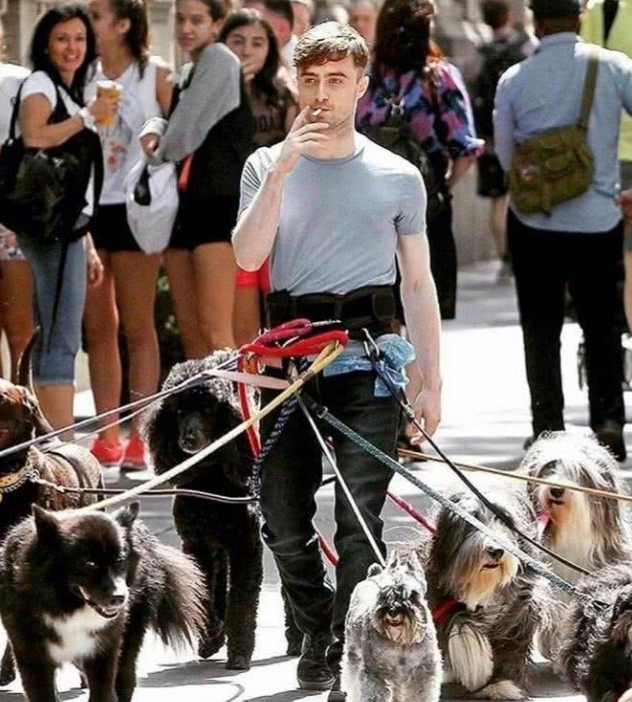 腰缠万狗?看到"哈利波特"花式遛狗,网友:一般人抗不住!