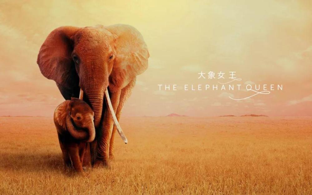 the elephant queen《大象女王》这样的大女主,你们人类看了惭不惭愧