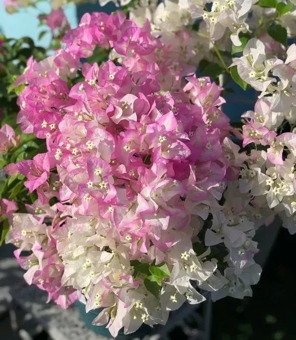 这4种冬季花卉 掌握好温度才是开花的关键