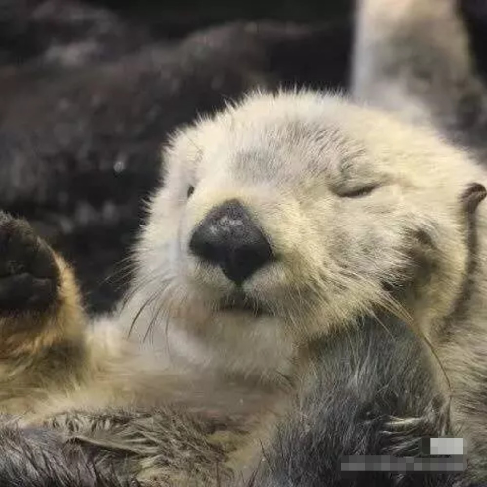 水獭这洗脸手法比我还专业,看了之后觉得自己是个假女人!