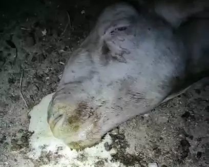 怎么判断羊酸中毒一招解决