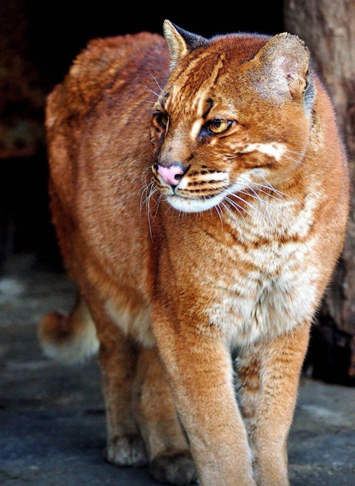 它们可是世界级最凶残的猫!千万别被它们的皮囊迷惑了!