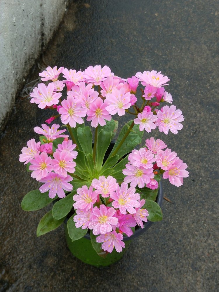 最会开花的多肉植物 叶美花更美 四季花开 养护容易 值得拥有 腾讯新闻