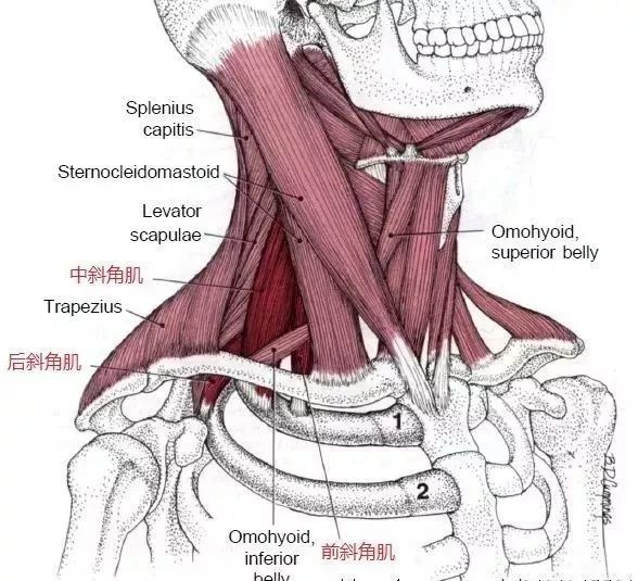 按摩它時,你需將手指放在脊椎和胸鎖乳突肌之間