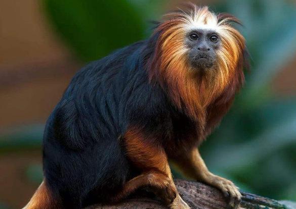 全球10大稀有动物有些甚至不足百只面临即将灭绝的危险