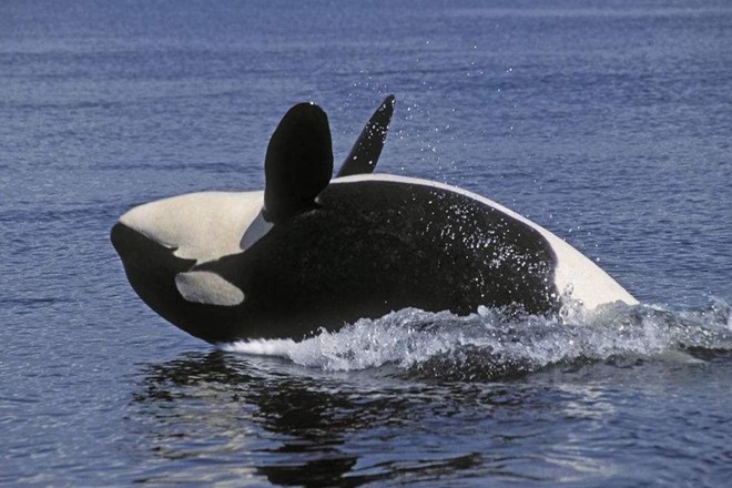 远古时期的海洋霸主梅尔维尔鲸