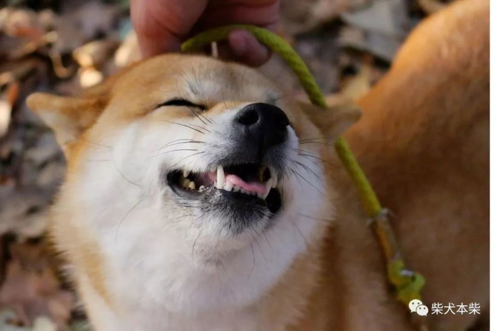 北京柴犬价格多少钱 在哪里可以买到柴犬 腾讯新闻