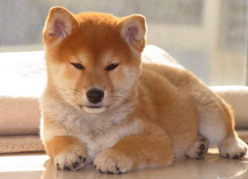 怎么简单区分豆柴和普通柴犬 腾讯新闻