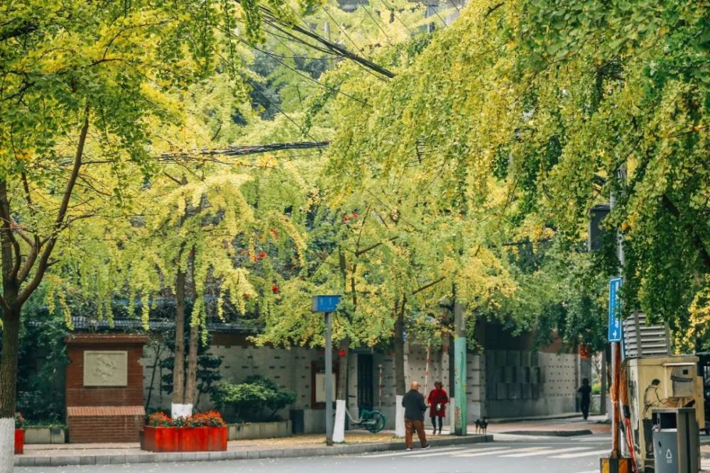 把生活過成風景的成都人都住在銀杏路