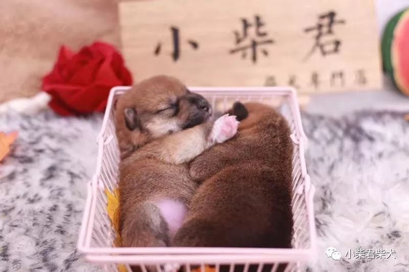 刚接回家的柴犬幼犬如何喂狗粮 腾讯新闻