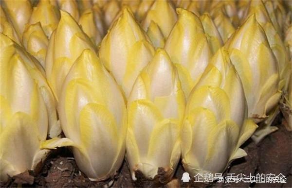 农民种植 见不得光 的高价蔬菜 在欧洲很火 为何中国人不爱 腾讯新闻