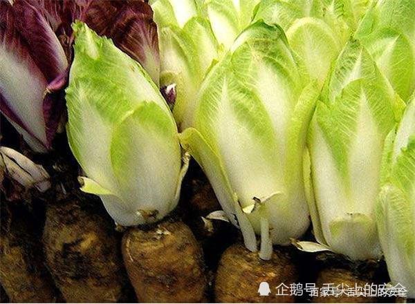 农民种植 见不得光 的高价蔬菜 在欧洲很火 为何中国人不爱 腾讯新闻