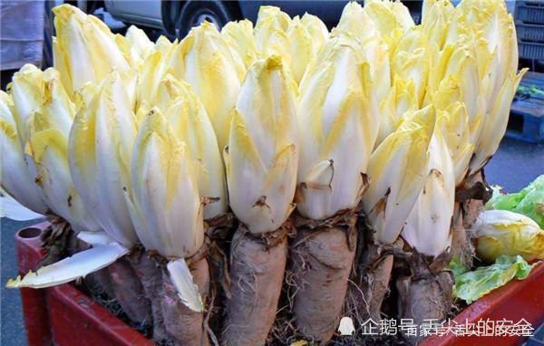 农民种植 见不得光 的高价蔬菜 在欧洲很火 为何中国人不爱 腾讯新闻